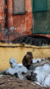 Кобоша думает