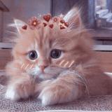 милые котики 💞 животные — Telegram канал