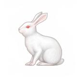 Новостной Кролик