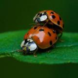 Багиня.орг форум