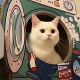 Темы и языки | Обои для тг — Telegram канал