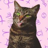 котячий гороскоп