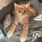 Язычки | парные темы тг - Telegram канал