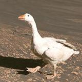 Центральное Болото