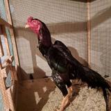 Хуроз жанги / xuroz jangi / surhondaryo xurozlari / сурхондарё хурозлари