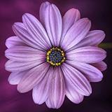 Хо’опонопоно–это древнее гавайское искусство исцеления отношений — Telegram канал