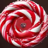 Слив TG | сливы студенточек телеграмм сливы тг