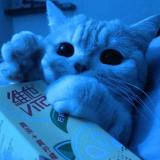 песни из тт / статусы / парные авы